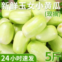甘福园 山东省 金童玉女黄瓜 1斤