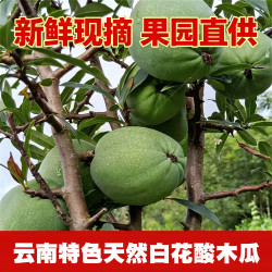 滇老头 云南大理 酸木瓜 1斤
