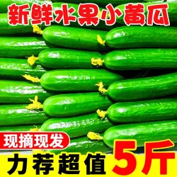 汇果康 山东省 水果黄瓜 6斤 包装 即食