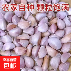干蒜大蒜26年河南蒜头脆嫩蒜瓣生鲜蔬菜批发 带皮蒜瓣15-20颗