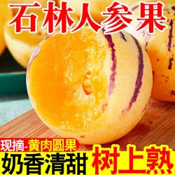 正宗云南人参果圆果树上熟人生果新鲜水果当季孕妇新鲜大果整箱 实惠5斤装净重4.5斤