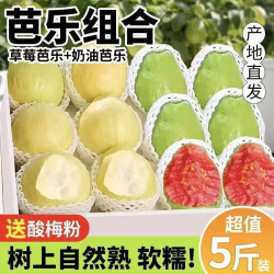 无品牌 广东 红心芭乐 大果 3斤