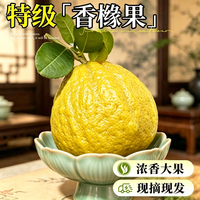 雅致 香橼果 云南特级 400-500g 1个 新鲜佛手柑