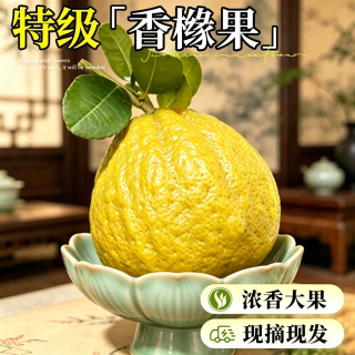 雅致 香橼果 云南特级 400-500g 1个 新鲜佛手柑