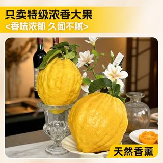 雅致 香橼果 云南特级 400-500g 1个 新鲜佛手柑