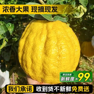 雅致 香橼果 云南特级 400-500g 1个 新鲜佛手柑