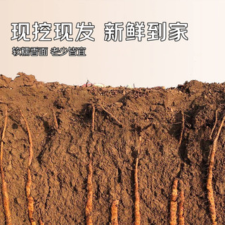 京觅 焦作温县垆土铁棍山药 35-42cm 5斤