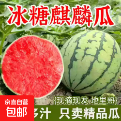 正宗麒麟西瓜当季新鲜水果头茬现摘薄皮有籽脆甜多汁整箱包邮 7-8斤