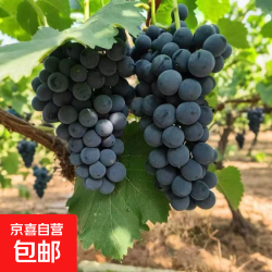 新鲜夏黑葡萄 带箱2斤装（净果1.5+）