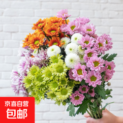 京喜 混色小雏菊5枝装云南鲜花基地直发水养鲜切花 混色小雏菊5枝