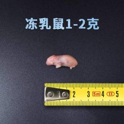 爬将军 顺丰冰冻乳鼠爬宠食物小白鼠冰冻鼠无菌红皮乳鼠喂蛇老鼠喂蛇料
