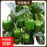 京喜 新鲜绿菜椒现摘山东圆椒青椒太空甜椒蔬菜灯笼椒生吃蔬菜沙拉 新鲜圆椒净重0.9斤
