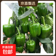京喜 新鲜绿菜椒现摘山东圆椒青椒太空甜椒蔬菜灯笼椒生吃蔬菜沙拉 新鲜圆椒净重0.9斤