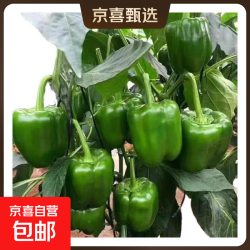 京喜 新鲜绿菜椒现摘山东圆椒青椒太空甜椒蔬菜灯笼椒生吃蔬菜沙拉 新鲜圆椒净重0.9斤