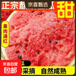 京东 正宗麒麟西瓜当季新鲜水果西瓜现摘薄皮有籽脆甜多汁应季水果 净重8-10斤装