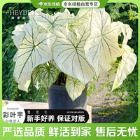 海蒂的花园 彩叶芋白色热植室内绿植盆栽书房桌面阳台客厅好养植物源头直发