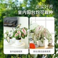 海蒂的花园 彩叶芋白色热植室内绿植盆栽书房桌面阳台客厅好养植物源头直发