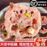 果心榴 湖北洪湖莲藕 1500g/2500g
