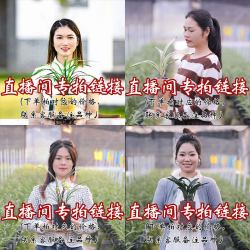 德芳兰业 春兰 兰花 30cm-60cm