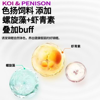 佩尼森 锦鲤鱼饲料 育成色扬颗粒 不浑水鱼粮