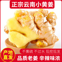 言片光 云南小黄姜生姜黄姜沙姜月子姜罗平新鲜蔬菜火锅食材 带箱3斤装