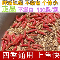 鲜活红蛆虫非染色浓香腥湖库溪流石斑马口鲫鱼白条公鱼野钓鱼饵料
