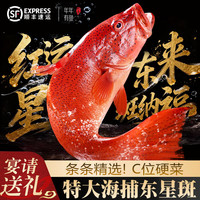 百鲜洽 海捕东星斑石斑鱼海鲜鲜活冷生鲜鱼类年货年夜饭 深海东星斑1条