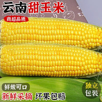 家佳供 云南水果玉米甜脆爆浆新鲜嫩玉米棒子代餐早晚餐 水果玉米带箱5斤