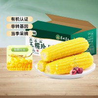 东北有机黄糯玉米300g*3棒