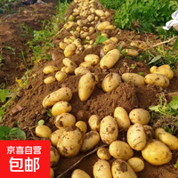 京喜 当季现挖河南新土豆黄皮黄心现挖新鲜蔬菜源产地发货包邮新鲜蔬菜 新鲜土豆带箱2斤 小果