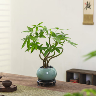 八芽 五福发财树-圆肚盆-密胺托盘 含盆