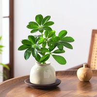 八芽 鸭掌木-裙撑盆-紫砂托盘 带盆整体高约15-30CM
