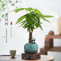 八芽 五福发财树 圆肚盆密胺托盘 盆栽