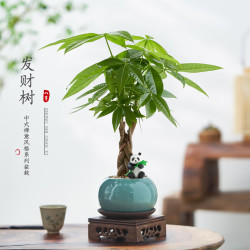 八芽 五福发财树 圆肚盆密胺托盘 盆栽