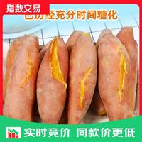 现挖沙地蜜薯空气炸锅红薯沙地板栗薯新鲜自种龙九黄心 沙地蜜薯 2斤 带箱 中小果