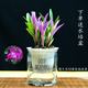 劉閣蘭花 七彩香水石斛兰花冬带花苞好养绿植浓香型石斛花卉盆栽绿植驱蚊 10苗连体当年开花 七彩石斛配水培盆