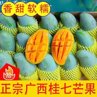 栀舒 广西 桂七芒 4.5斤装 特大果 单果250克+