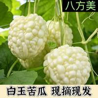 八方美 苹果苦瓜 山东白玉 新鲜蔬菜