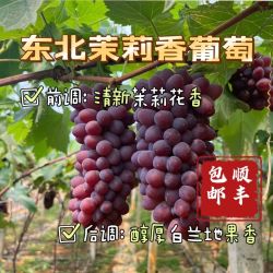 茉莉香 东北新鲜郁金香花香葡萄 2斤 顺丰