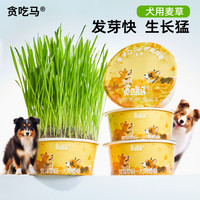 贪吃马 狗草犬用麦草狗狗专用草狗零食狗狗用品懒人无土狗草