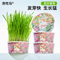 贪吃马 春季混合猫草化毛排毛宠物用品猫咪零食猫草排毛化毛去毛球
