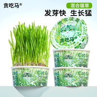 贪吃马 泡面猫草无土猫草罐猫咪零食营养混合猫草排毛化毛去毛球