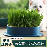 平替好物精选种猫新鲜改善清洁猫草猫猫猫咪背包玩具自嗨解闷神器