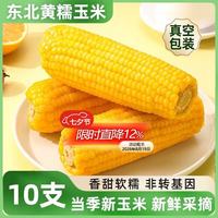 鹤榆丰 东北黄糯玉米10支