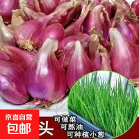 京喜 四季红葱头小葱种子火葱头四川干皮春季蔬菜莱疏菜阳台种种籽 红葱头半斤