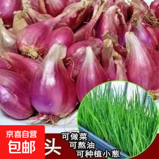 京喜 四季红葱头小葱种子火葱头四川干皮春季蔬菜莱疏菜阳台种种籽 红葱头半斤