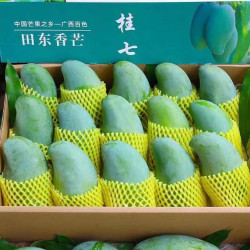 广西 百色 桂七芒 4.5斤装 特大果 单果250克+