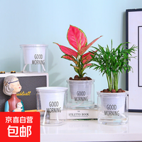 京喜 自动吸水透明懒人盆厂家直销创意圆形办公室桌面绿植水培塑料花盆 100#外径11*高10cm