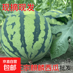 美都 麒麟西瓜 6-8斤 新鲜现摘