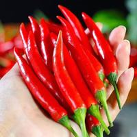 京喜 云南 产地现采现发 小米辣 250g
